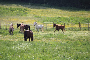 Photo n°1 de Le Retour Aux Sources à Tourneville (Centre équestre)