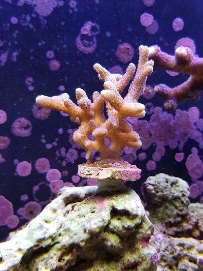 Prestige Worldwide Corals