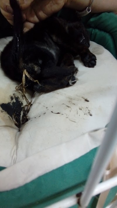 Photos of Clinica Veterinaria S&atilde;o Francisco