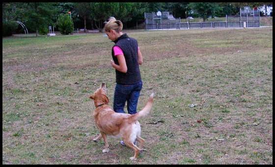 Heures d'ouverture de The Dog's Compagnie