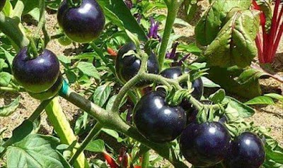 Photos of Fruit and Vegetable Market