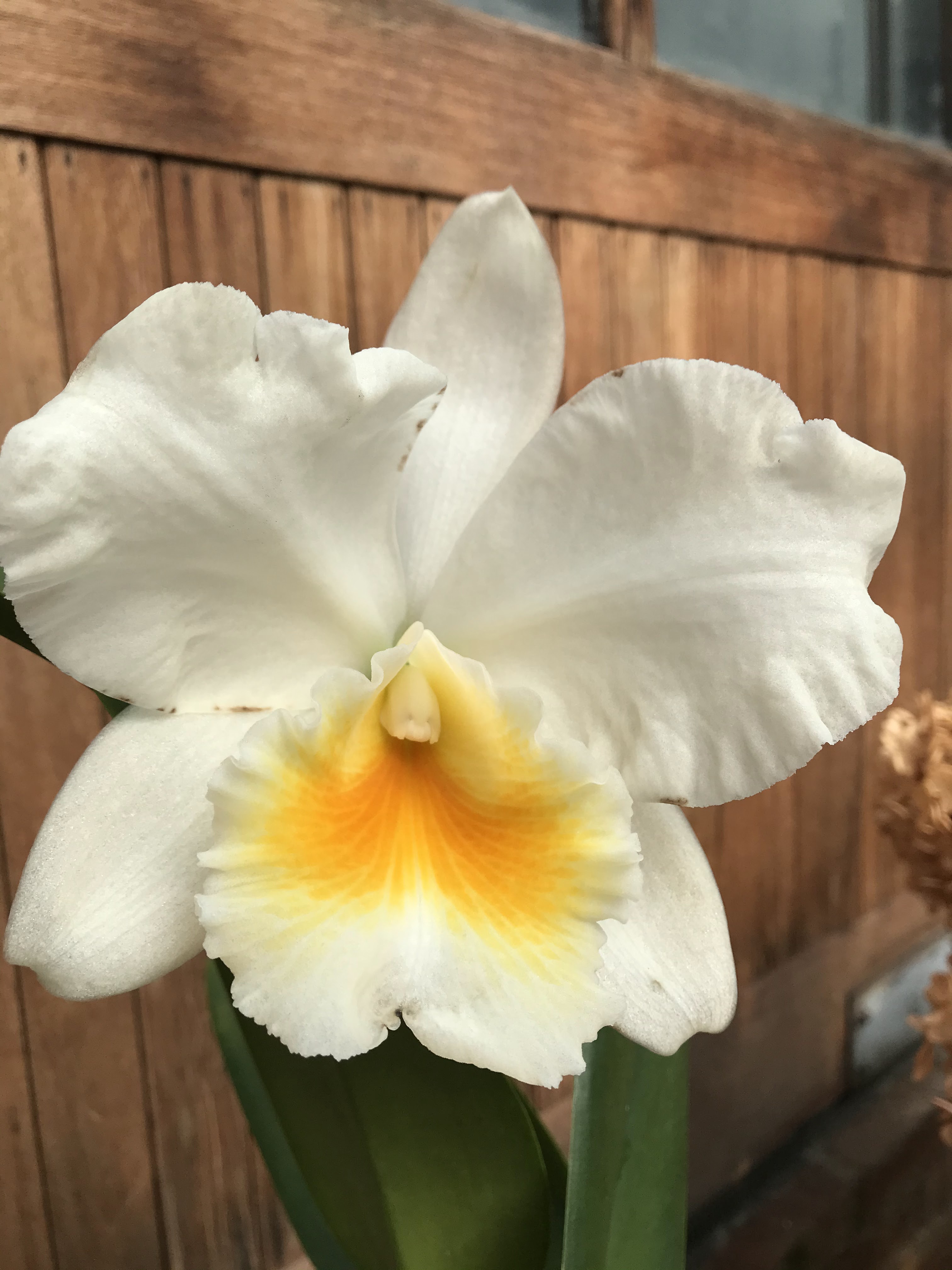 White Plains Orchids, Orchid Farm and Shop