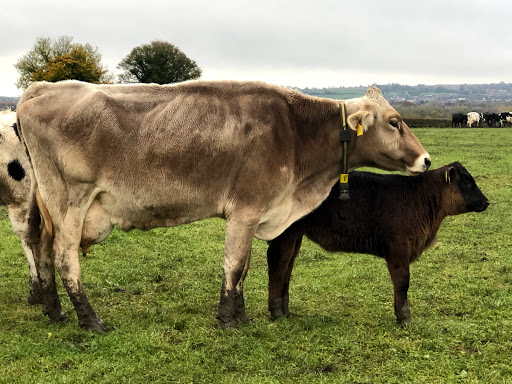 Dora's Dairy, Quarry Farm (Jon Cook) - Thumbnail