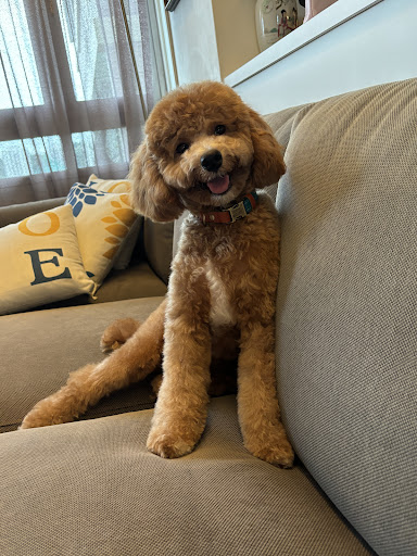 Bukit Barkdog Grooming - Thumbnail