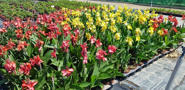VIVERS GASSÓ - PÉPINIÈRE - NURSERY PLANTS