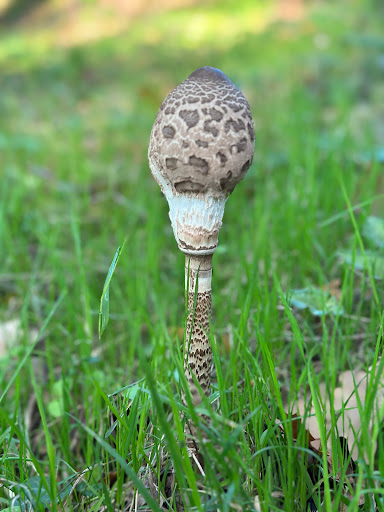 Tenuta Pantanacci - Thumbnail