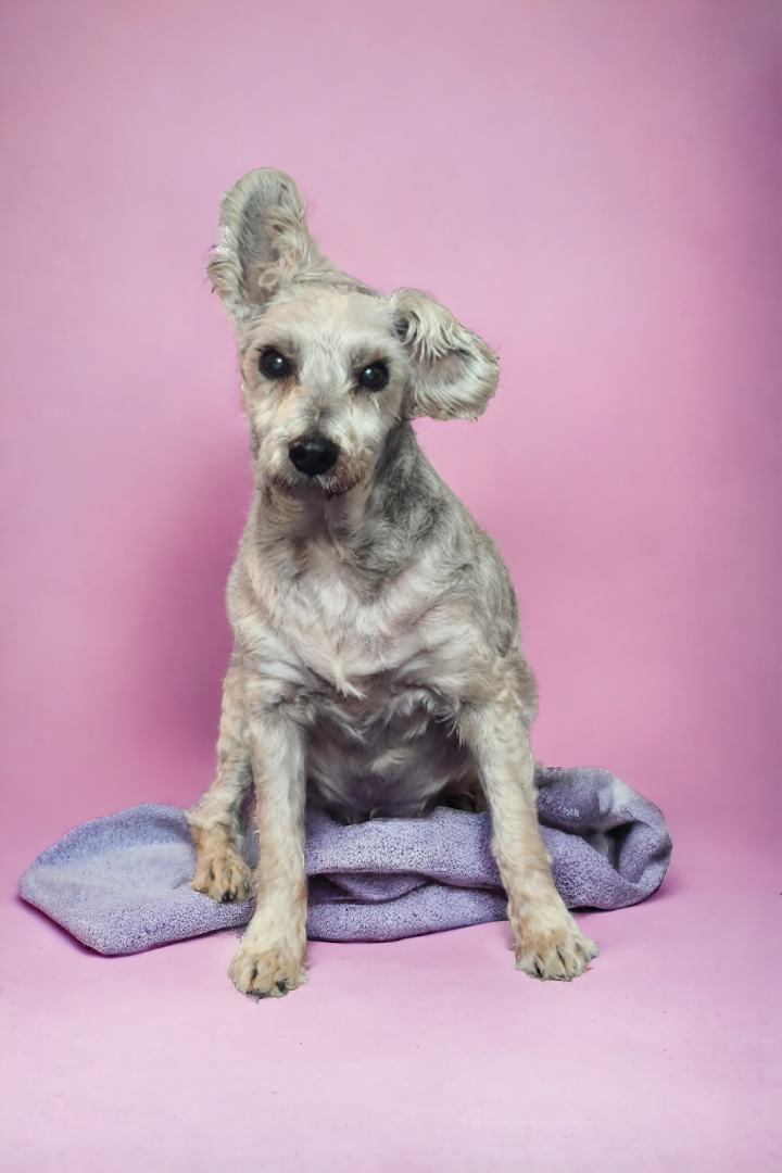 Hopeful Pet Care LLC