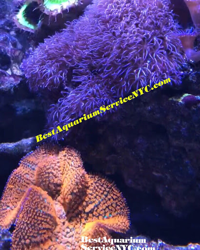 Best Aquarium Service NYC, Inc. - Thumbnail