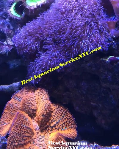 Best Aquarium Service NYC, Inc.