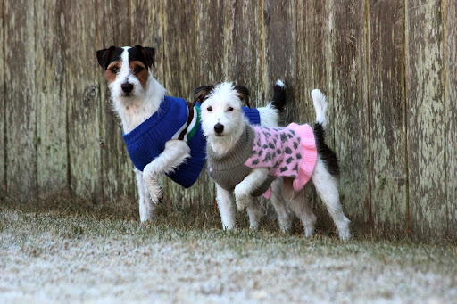 North Airline Animal Hospital Gallery - United States