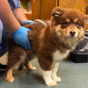 Noah's Caring Hands Animal Hospital at Geist