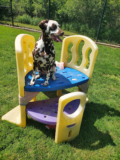 Creature Comforts Pet Resort - Thumbnail