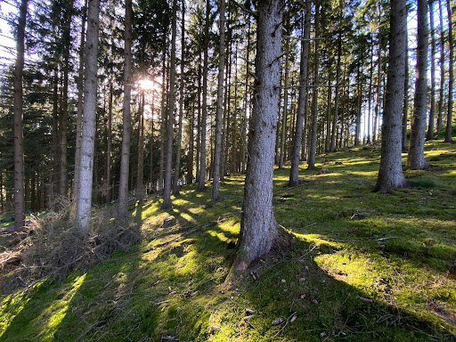 Waldsofa Schleiden/Oberhausen - Thumbnail