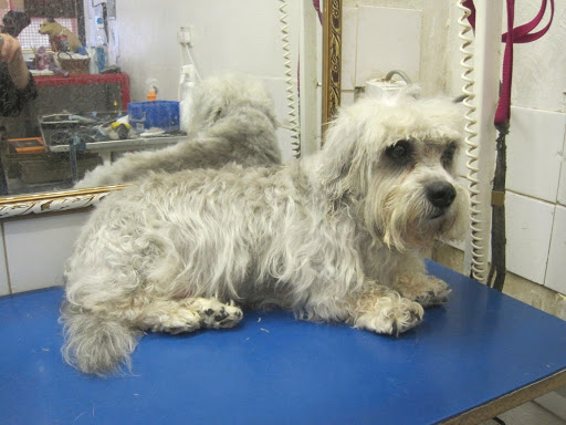 Paws Dog Grooming - Thumbnail