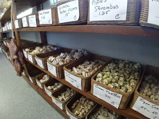 Sea Shell Shoppe - Thumbnail
