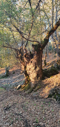 Monte Colla - Visual