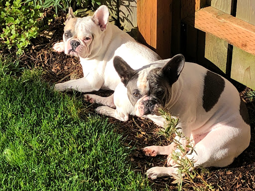 Umpqua Valley Kennels French Bulldogs