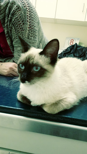 Central Valley Veterinary Clinic - Thumbnail