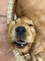 Photo n°5 de Clinique Vétérinaire Animalia Ttikiak à Saint-Jean-de-Luz (Vétérinaire)