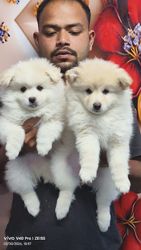 Top quality Pomeranian puppies available in Lucknow... post image