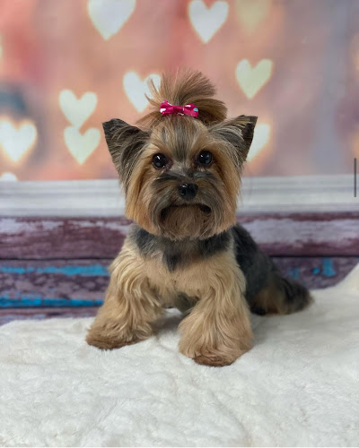 PSYTNIJ salon pielęgnacji zwierząt 🐾 - Łomianki