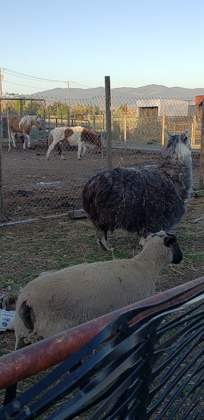 Broken Wheel Petting Farm