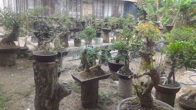 Photos of Bonsai Kunden Sari