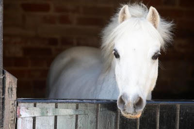 Countryside Equine Veterinary Service