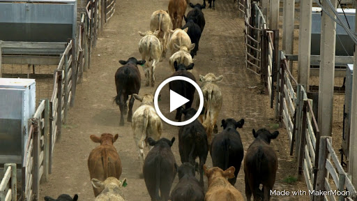 Livestock Insurance Exchange - Thumbnail
