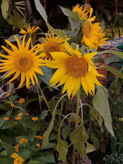 Photos of Toko Bunga QUINSHA FLORIST