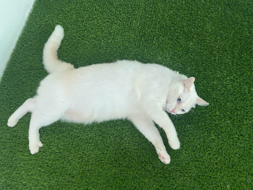 MUEZA NEKO PET SHOP & CARE