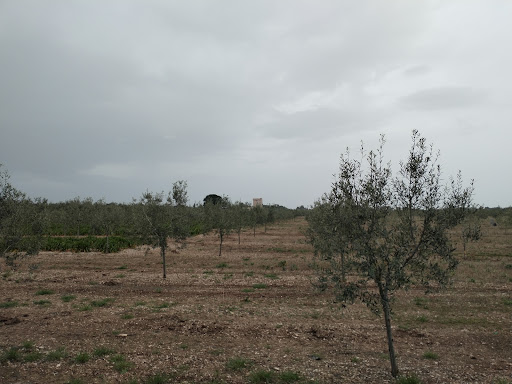 Torre Falcone - Visual