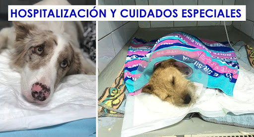 Clinica Veterinaria Estepona