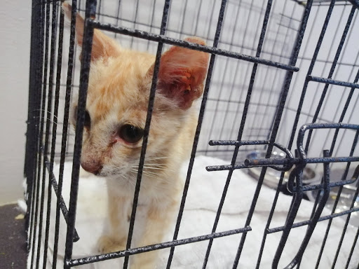 Companion Veterinary Clinic Melaka - Klinik Haiwan Companion Melaka - 马六甲同伴兽医诊所