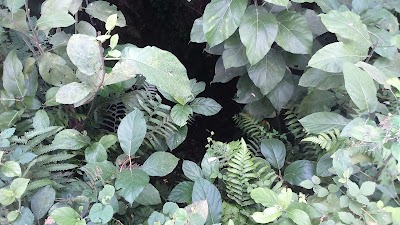 Photos of jugir vubon mondir