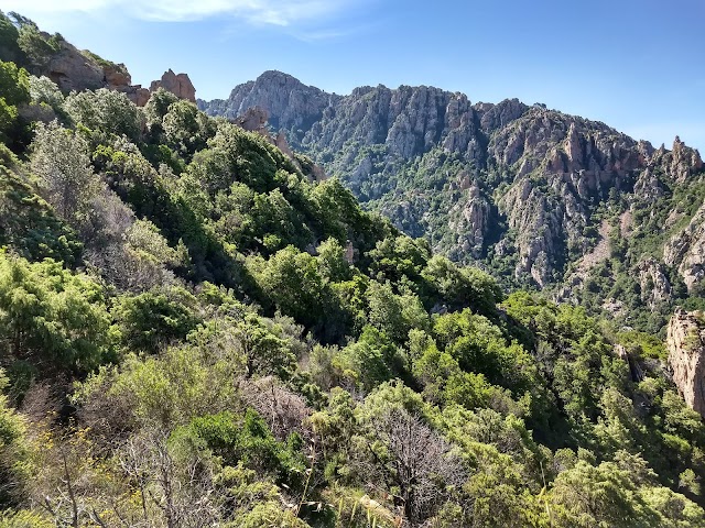 Tête du Chien