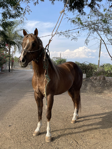 Veterinaria Dr. V. Romero