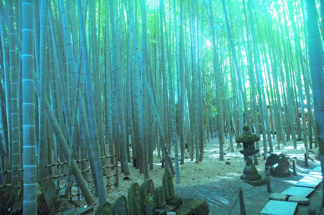 Hokokuji Bamboo Forest