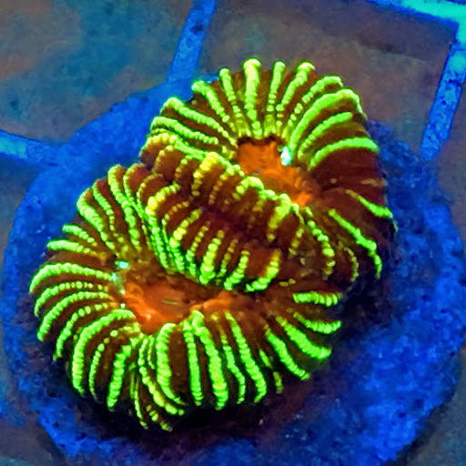 Summers Aquatics - Visual