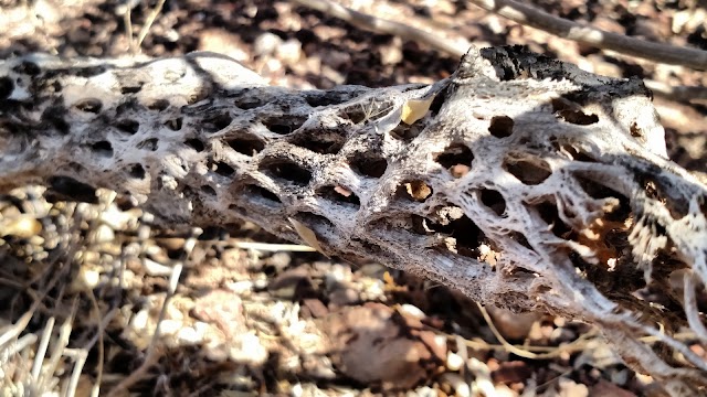 Ironwood Forest National Monument