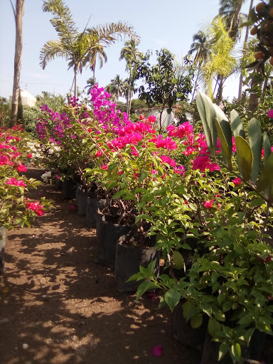 Vivero Martinez - Thumbnail