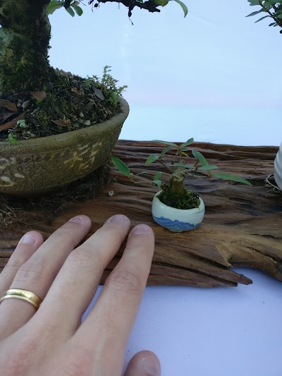 Photos of Floricultura Nipon Bonsai