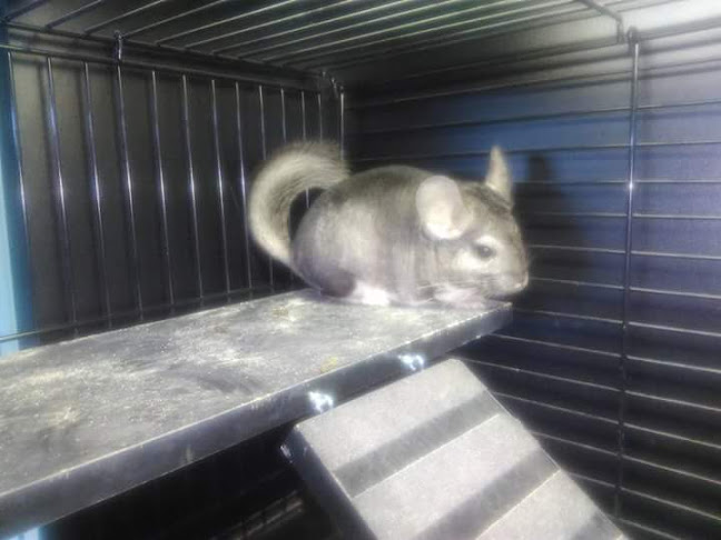 Morsø Hobbyfisk og Dyrehandel - Nykøbing Mors