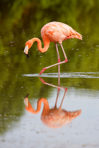 Secret Flamingo Spot - Thumbnail