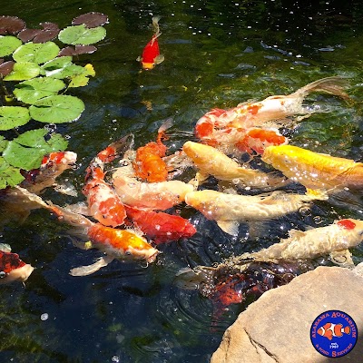 Alabama Aquarium & Pond Services