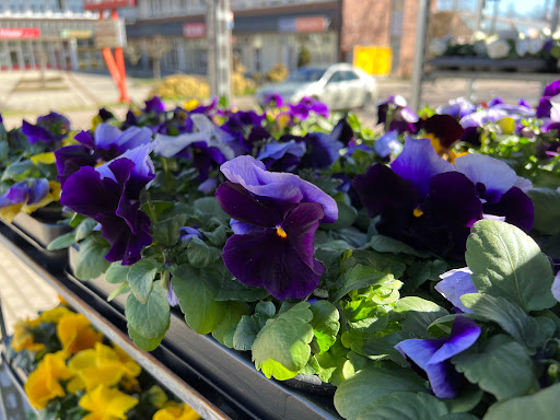 HH Blumen und Pflanzen - Thumbnail