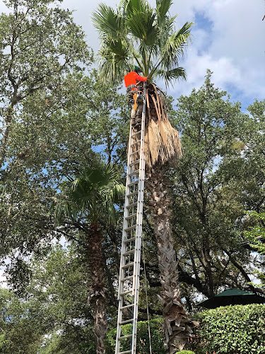 Sertich Tree Solutions