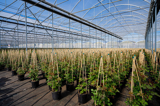 Azienda Agricola Bonaccorso Giuseppe - Bonaccorso Plants - Thumbnail