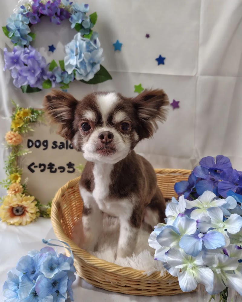 ドッグサロン ぐりもっち