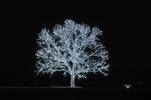 Bartonville Tree - Visual